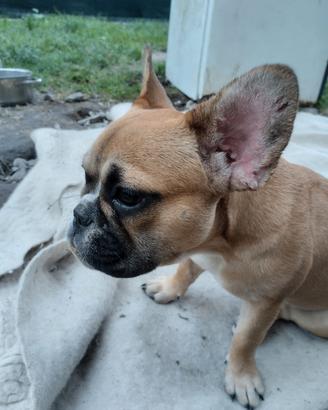 Cucciola di Bulldog Francese