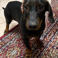Cane bassotto