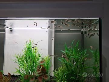 Guppy