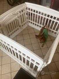Recinto cani 80x60