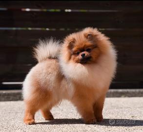 Volpino Pomerania pedigree