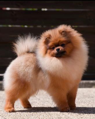 Volpino Pomerania pedigree