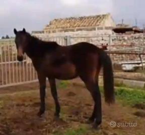 Puledro Anglo Arabo 2 anni