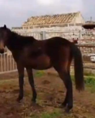 Puledro Anglo Arabo 2 anni