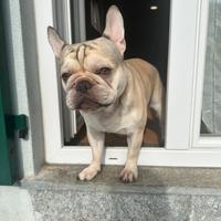 Bulldogue francese da monta