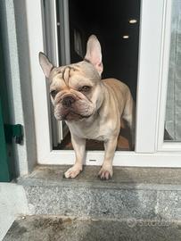 Bulldogue francese da monta