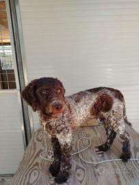 Lagotto romagnolo