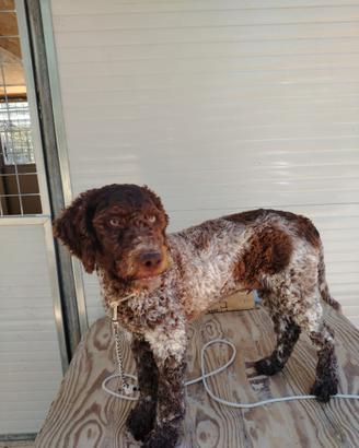 Lagotto romagnolo