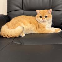 British Shorthair golden ny12 per accopiamento