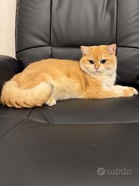 British Shorthair golden ny12 per accopiamento