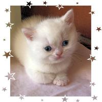 Gattini British Shorthair