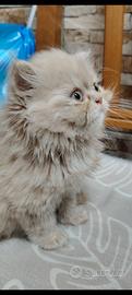 Gatti Persiani