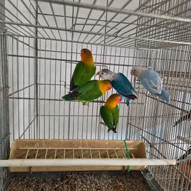 inseparabili Fischer pappagalli 