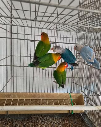 inseparabili Fischer pappagalli 