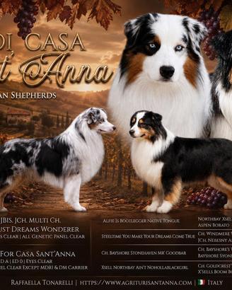 Cuccioli Australian Shepherd blu merle