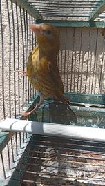 Uccelli