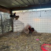 Galline cocincine nane