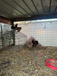 Galline cocincine nane