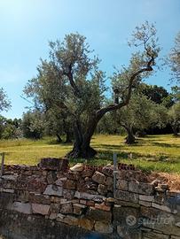 Terreno Agricolo
