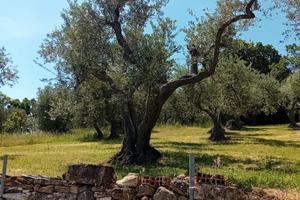 Terreno Agricolo
