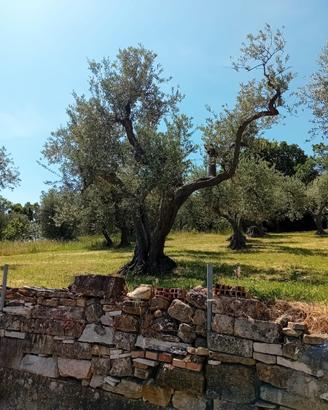 Terreno Agricolo