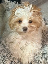 Biewer Yorkshire terrier con pedigree