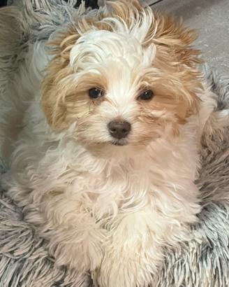 Biewer Yorkshire terrier con pedigree