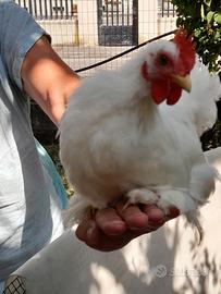 Galline ornamentali cocincina