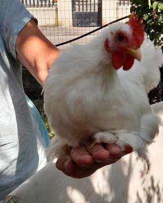 Galline ornamentali cocincina