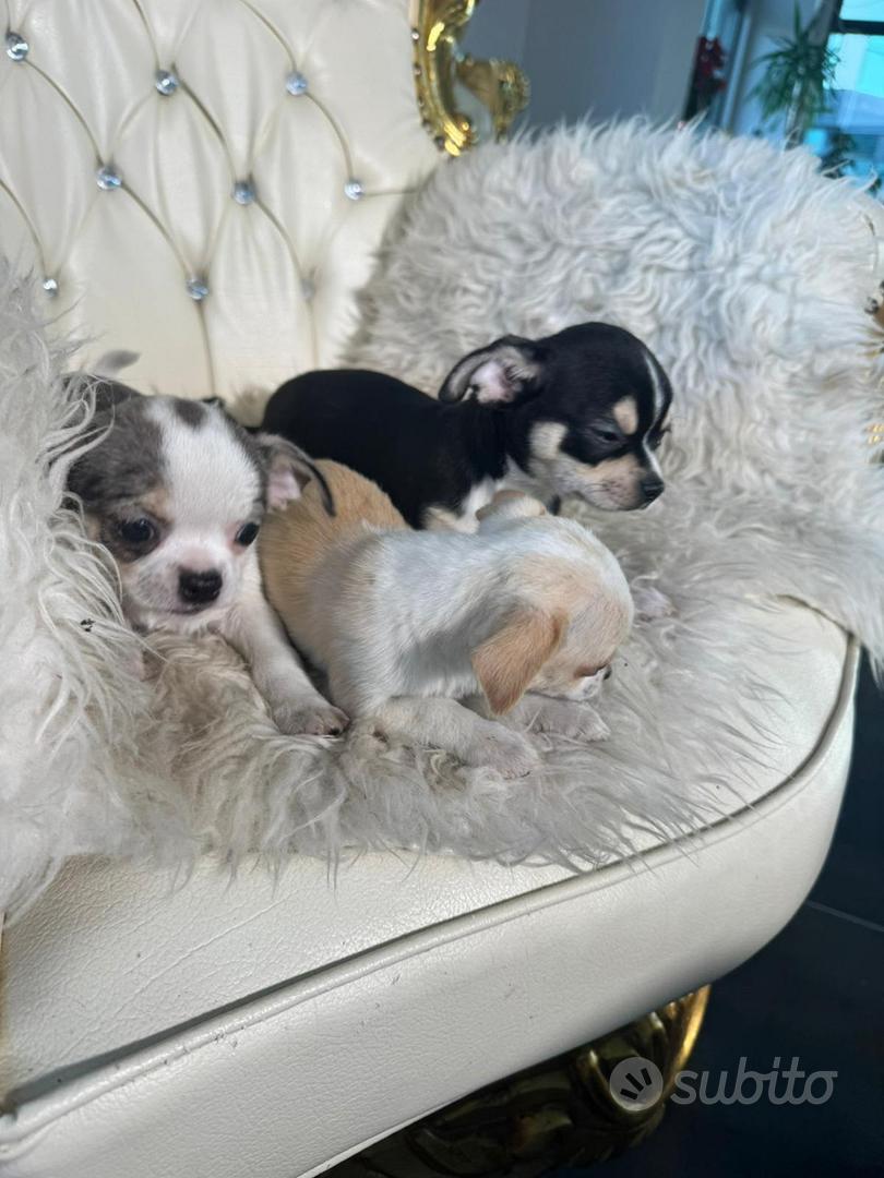 Chihuahua toy