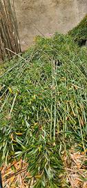 canne di bambu