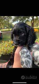 Cane Cocker spaniel nano