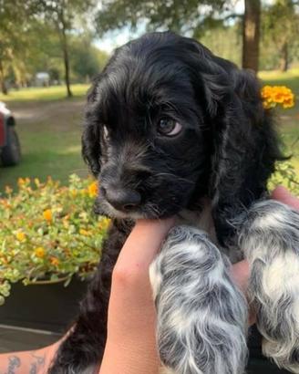 Cane Cocker spaniel nano