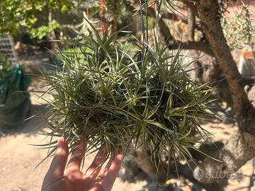Pianta tillantsia figlia del vento
