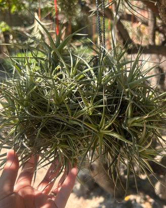 Pianta tillantsia figlia del vento