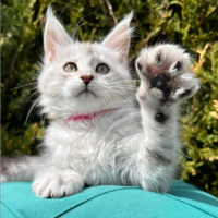 Main Coon