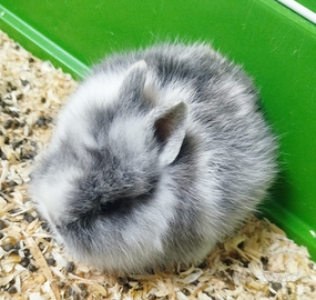 Coniglietti nani testa di leone