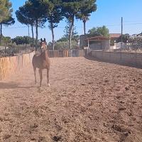 Araba