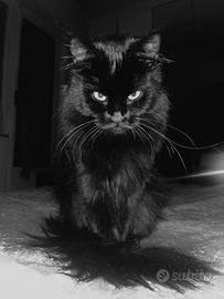 Maine coon