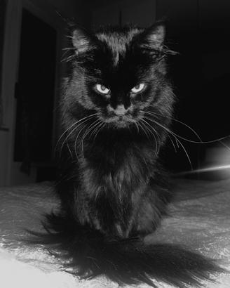 Maine coon