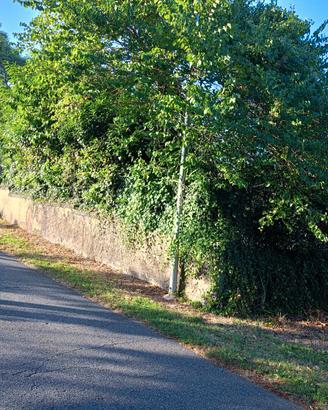 terreno pianeggiante