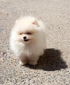 Cuccioli di spitz pomerania bianchi femmine