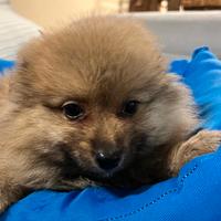 Cuccioli italiani ( spitz 2 mesi)