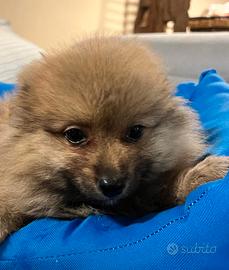 Cuccioli italiani ( spitz 2 mesi)