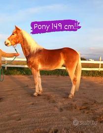 Haflinger