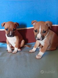 Vendita amstaff 2 mesi