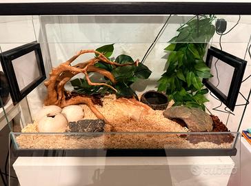 Serpente falso corallo+terrario+accessori