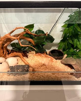 Serpente falso corallo+terrario+accessori