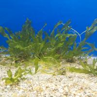 caluerpa alga depurante 