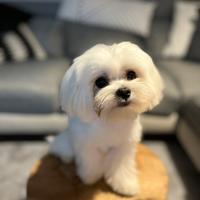 Cane maltese maschio per monta